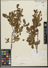 Foto von Salix waldsteiniana Willd.